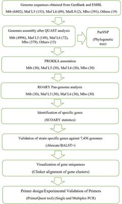 A multiplex PCR assay for the differentiation of Mycobacterium tuberculosis complex reveals high rates of mixed-lineage tuberculosis infections among patients in Ghana